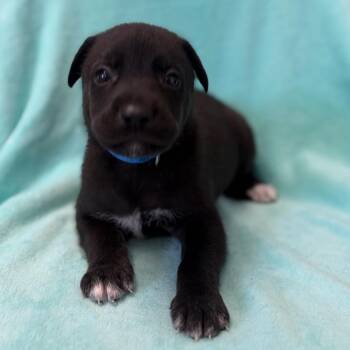Black Labrador Retriever and Mixed Breed Dogs Available for Adoption in St. Peters, Missouri - Powhatan | PetCurious