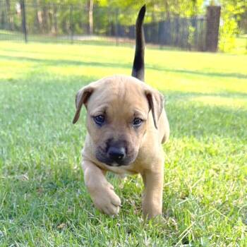 Mixed Breed Dogs Available for Adoption in Brownsboro, Alabama - Avatar | PetCurious