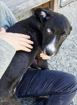 Great Dane and Mastiff Dogs Available for Adoption in Williams Lake, British Columbia - Tabitha | PetCurious