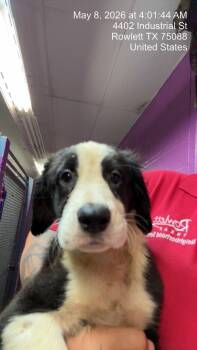 Dogo Argentino and Border Collie Dogs Available for Adoption in Rowlett, Texas - Melvin Franklin | PetCurious