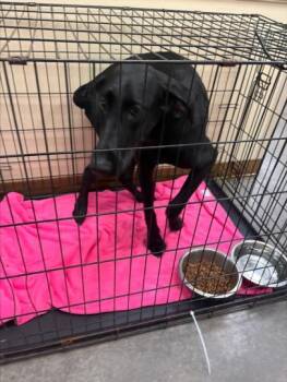 Rescue Doberman Pinscher and Mixed Breed Dogs for Adoption in Texas City, Texas - GAIA | PetCurious
