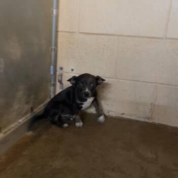 Chihuahua Dogs Available for Adoption in Edinburg, Texas - Ruby | PetCurious