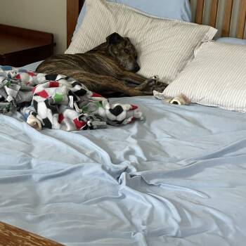 Rescue Plott Hound Dogs for Adoption in Chicopee, Massachusetts - DEAN | PetCurious