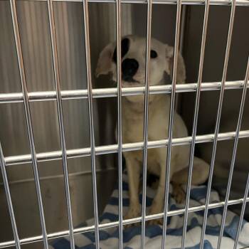 Pit Bull Terrier Dogs Available for Adoption in Greensboro, North Carolina - Rose | PetCurious