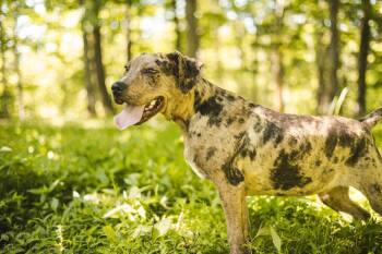 Mixed Breed Dogs Available for Adoption in Gradyville, Kentucky - Lucky- Transport | PetCurious