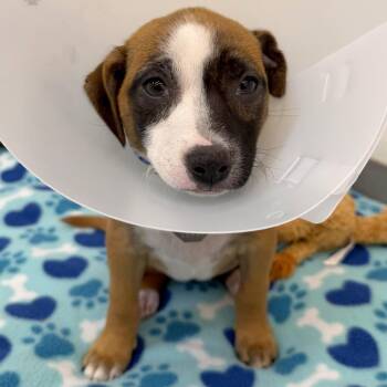 Rye -  Chihuahua and Pit Bull Terrier Dog for Adoption in Woodinville, Washington - Rye | PetCurious