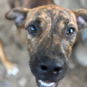 Rescue Plott Hound Dogs for Adoption in Parrish, Alabama - Odin | PetCurious