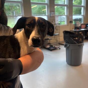Wanda -  Mixed Breed Dog for Adoption in Huntington, West Virginia - Wanda | PetCurious