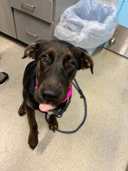 Thor -  Labrador Retriever Dog for Adoption in Bloomington, Indiana - Thor | PetCurious