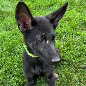 Jackson -  German Shepherd Dog and Mixed Breed Dog for Adoption in Dayton, Ohio - Jackson | PetCurious