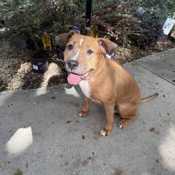 Ellie -  Pit Bull Terrier Dog for Adoption in San Antonio, Texas - Ellie | PetCurious
