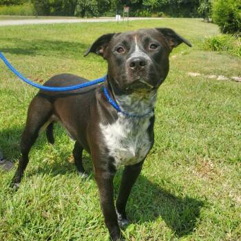 Rescue Pit Bull Terrier and Mixed Breed Dogs for Adoption in Decherd, Tennessee - Pouncer | PetCurious