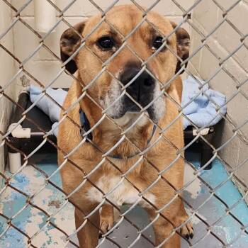 Norton -  Mixed Breed Dog for Adoption in Charleston, West Virginia - Norton | PetCurious