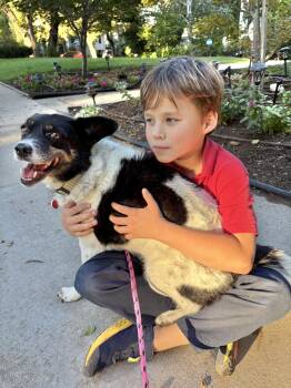 Rescue Australian Cattle Dog Blue Heeler Dogs for Adoption in Los Angeles, California - Cherry Garcia Is Great With Kids And Dogs | PetCurious