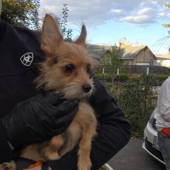 Pheobe -  Mixed Breed Dog for Adoption in Klamath Falls, Oregon - Pheobe | PetCurious