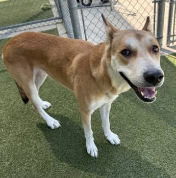 Rescue Husky and Mixed Breed Dogs for Adoption in Grapevine, Texas - Spaghetti | PetCurious