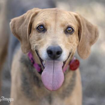 Coonhound Dogs Available for Adoption - Mavis | PetCurious
