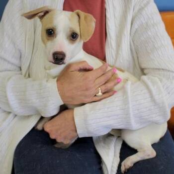 Baker -  Terrier Dog for Adoption in Birmingham, Alabama - Baker | PetCurious