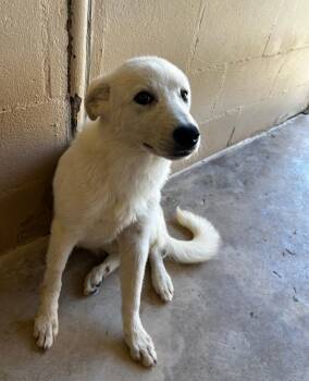 Jewel -  Great Pyrenees Dog for Adoption in Blue Springs, Missouri - Jewel | PetCurious