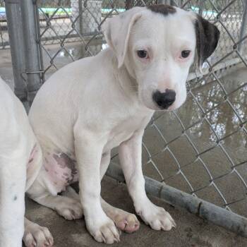 Rescue Dogo Argentino and Hound Dogs for Adoption in Savannah, Georgia - Magpie | PetCurious