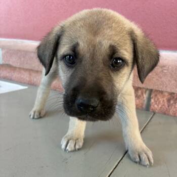 Shepherd Dogs Available for Adoption - Coors | PetCurious