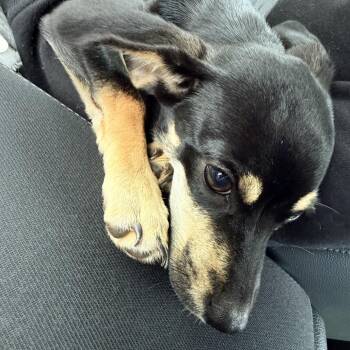 Spike -  Chihuahua Dog for Adoption in Greensboro, North Carolina - Spike | PetCurious
