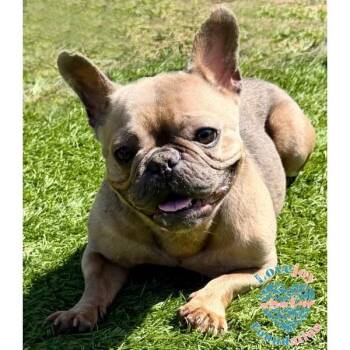 Sunflower COH -  French Bulldog Dog for Adoption in Inglewood, California - Sunflower COH | PetCurious