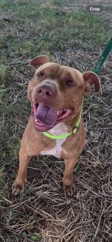 Red -  Pit Bull Terrier Dog for Adoption in Harrodsburg, Kentucky - Red | PetCurious