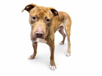 Caine -  Pit Bull Terrier Dog for Adoption in Waldorf, Maryland - Caine | PetCurious