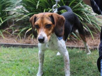 Pico -  Beagle and Mixed Breed Dog for Adoption in Brunswick, Georgia - Pico | PetCurious