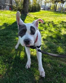Fox Terrier and Mixed Breed Dogs Available for Adoption in Hamilton Township, New Jersey - Bella | PetCurious