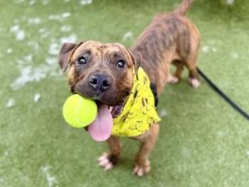 Caprese -  Mixed Breed Dog for Adoption in New York, New York - Caprese | PetCurious