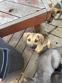 Milo -  Labrador Retriever Dog for Adoption in Colorado Springs, Colorado - Milo | PetCurious