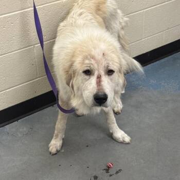 Checkers -  Mixed Breed Dog for Adoption in Memphis, Tennessee - Checkers | PetCurious