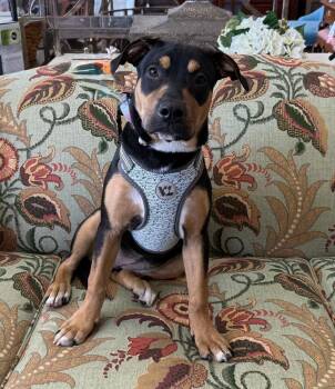 Cookie Dough -  Rottweiler Dog for Adoption in Mundelein, Illinois - Cookie Dough | PetCurious