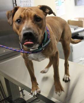 105c Matilda -  Pit Bull Terrier Dog for Adoption in Lawrenceville, Georgia - 105c Matilda | PetCurious