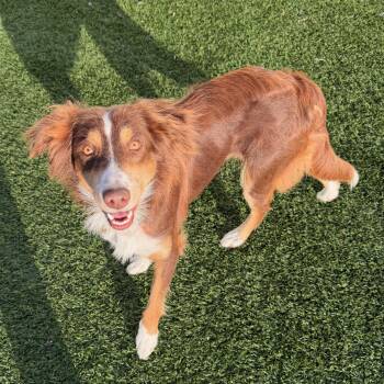 ARDEN -  Mixed Breed Dog Available for Adoption in Cranston, Rhode Island - ARDEN | PetCurious