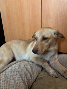 Rescue Mixed Breed Dogs for Adoption in Loíza, Loíza - Duke | PetCurious
