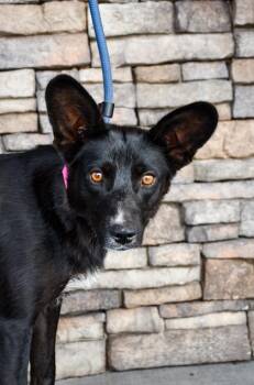 Maizy -  Border Collie and Australian Kelpie Dog for Adoption in Yakima, Washington - Maizy | PetCurious