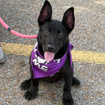 Anastasia -  Corgi and Carolina Dog Dog for Adoption in Greenfield, Tennessee - Anastasia | PetCurious