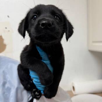 Dan -  Shepherd Dog for Adoption in Edinburg, Texas - Dan | PetCurious