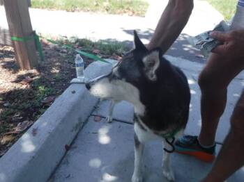 DUCKY -  Siberian Husky Dog for Adoption in Doral, Florida - DUCKY | PetCurious