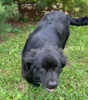 Poppy -  Newfoundland Dog Dog for Adoption in Lewistown, Pennsylvania - Poppy | PetCurious
