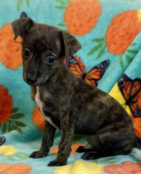 Brownie Batter -  Chihuahua Dog for Adoption in Jamestown, California - Brownie Batter | PetCurious