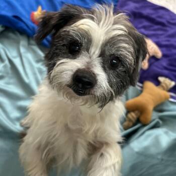 Rescue Shih Tzu and Miniature Schnauzer Dogs for Adoption in Houston, Texas - Logan **WARNING: CUTENESS OVERLOAD** | PetCurious