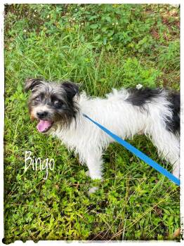 Bingo -  Cairn Terrier Dog for Adoption in Sebring, Florida - Bingo | PetCurious