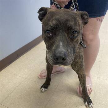 KING -  Pit Bull Terrier Dog for Adoption in Killeen, Texas - KING | PetCurious