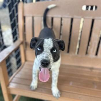 Sampson -  Catahoula Leopard Dog Dog for Adoption in Red Bluff, California - Sampson | PetCurious