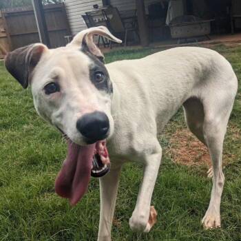Fiona -  Akita Dog for Adoption in Newnan, Georgia - Fiona | PetCurious
