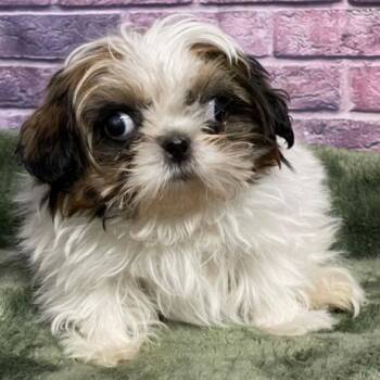 Shih Tzu Dogs Available for Adoption in Fort Collins, Colorado - Mountain Mist | PetCurious